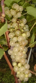 Feri szőlő